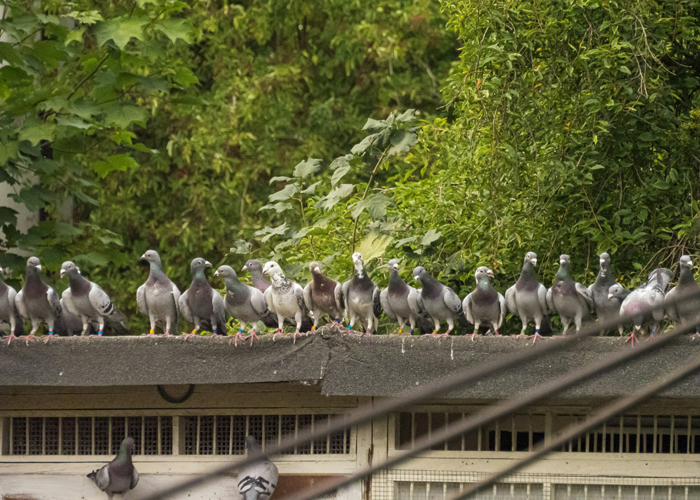 Pigeons on roof