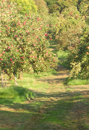 Hill orchard