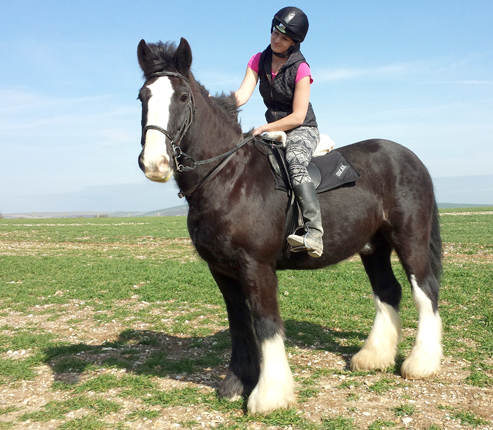 Oscar the Shire horse